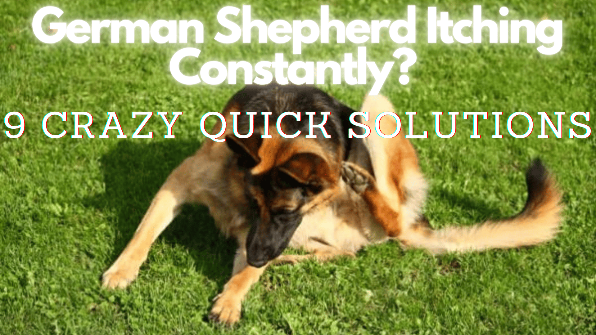why-is-my-german-shepherd-scratching-so-much-skin-issues-that-plague-gsds