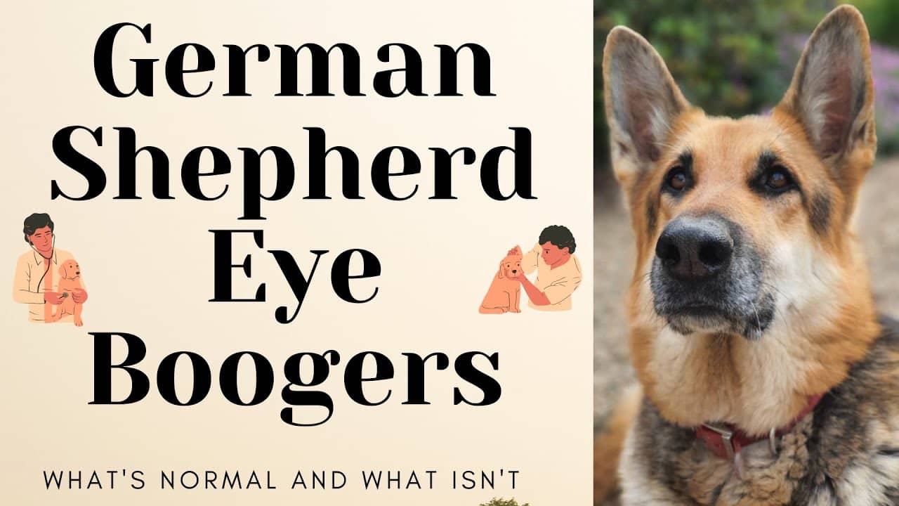 the-ultimate-guide-to-german-shepherds-eye-boogers