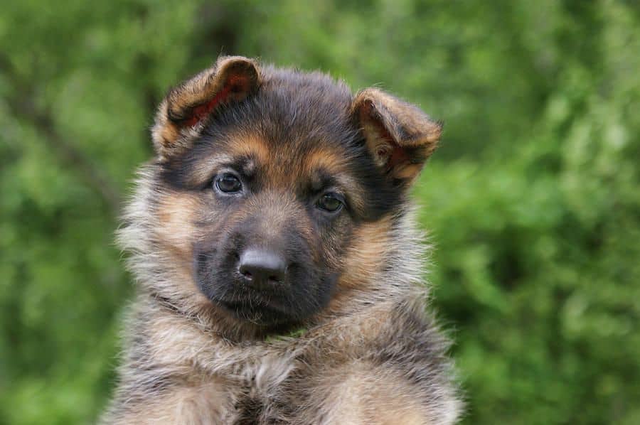 German shepherd near river and trees
