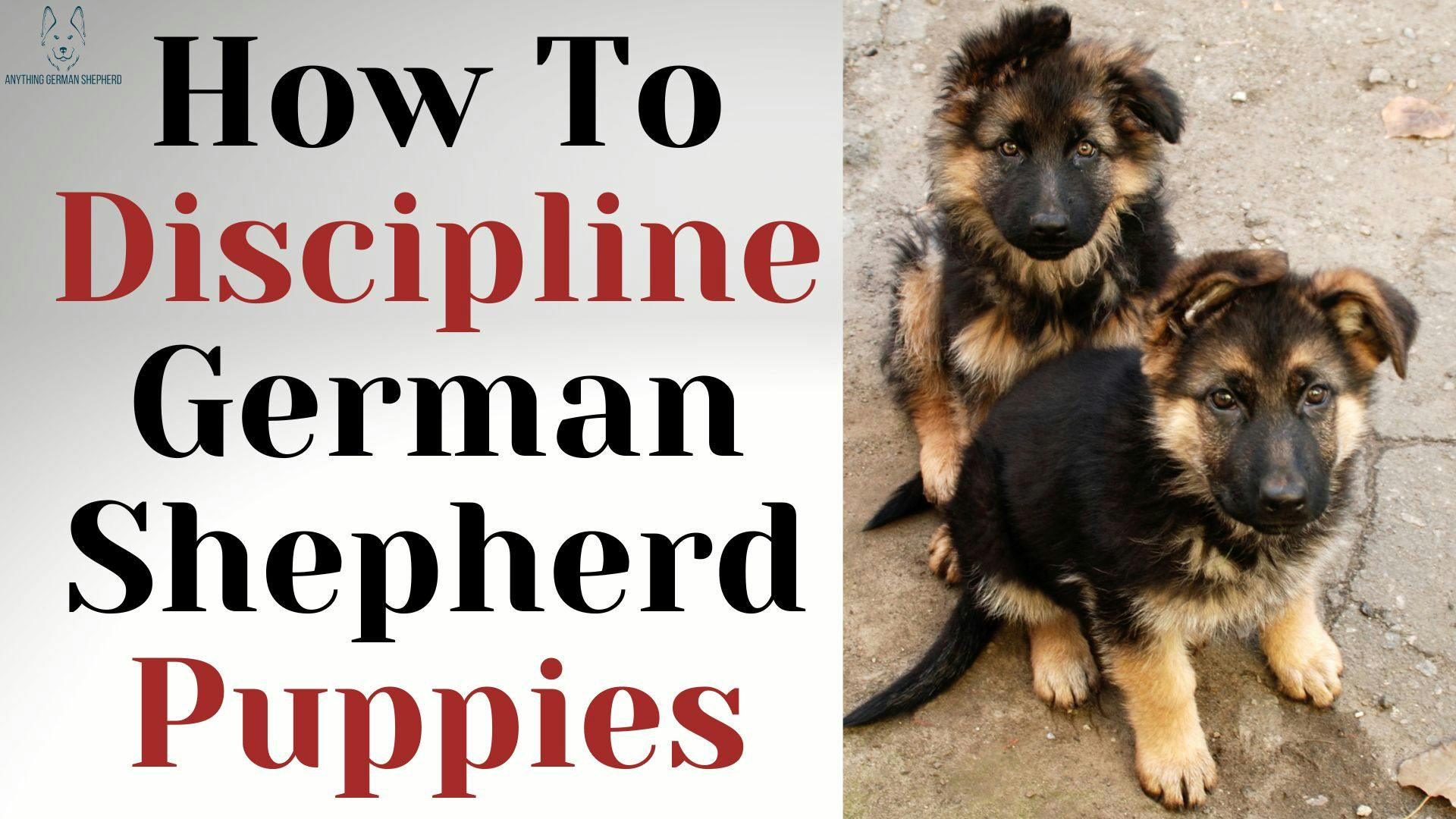 how-to-discipline-a-german-shepherd-puppy-effective-training-for-gsds