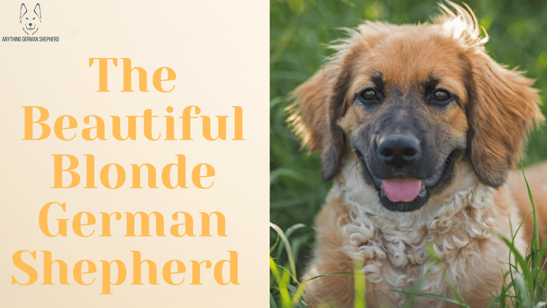 german-shepherd