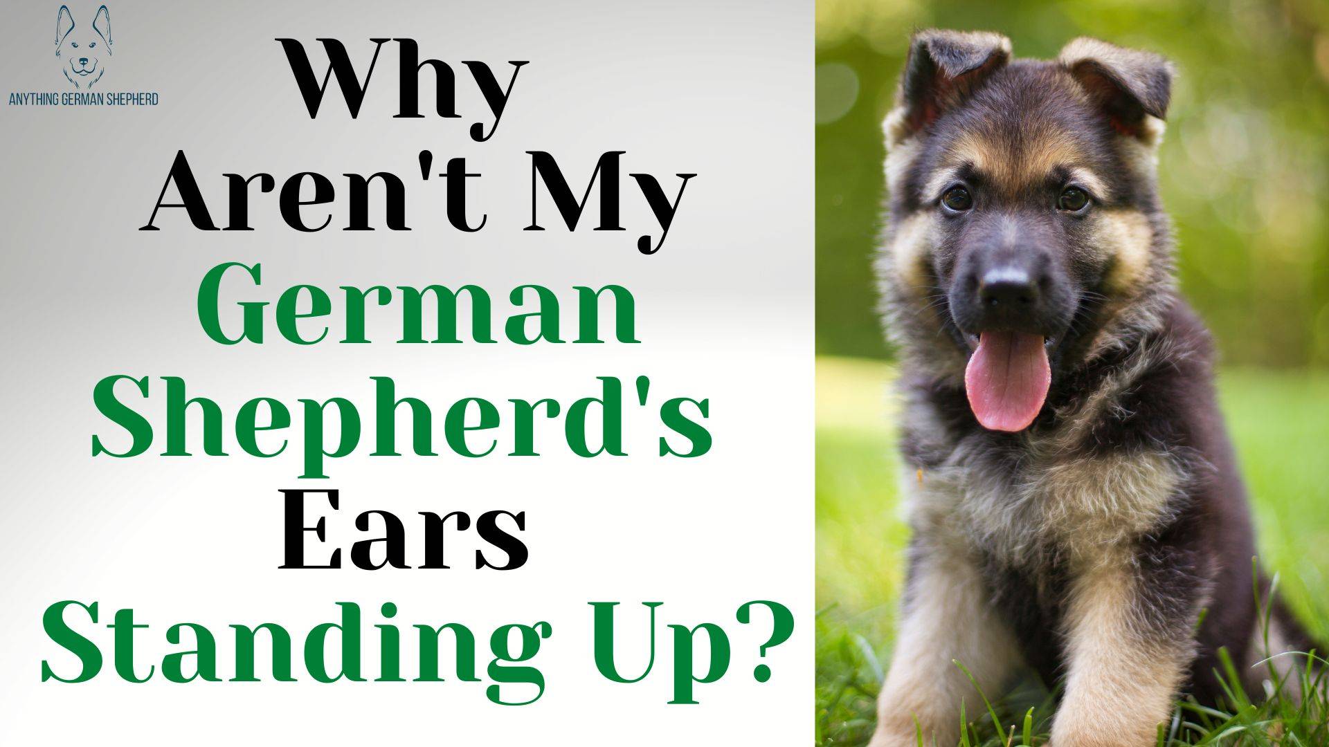 german-shepherd-puppy-ear-stages-when-will-your-gsd-ears-stand-up