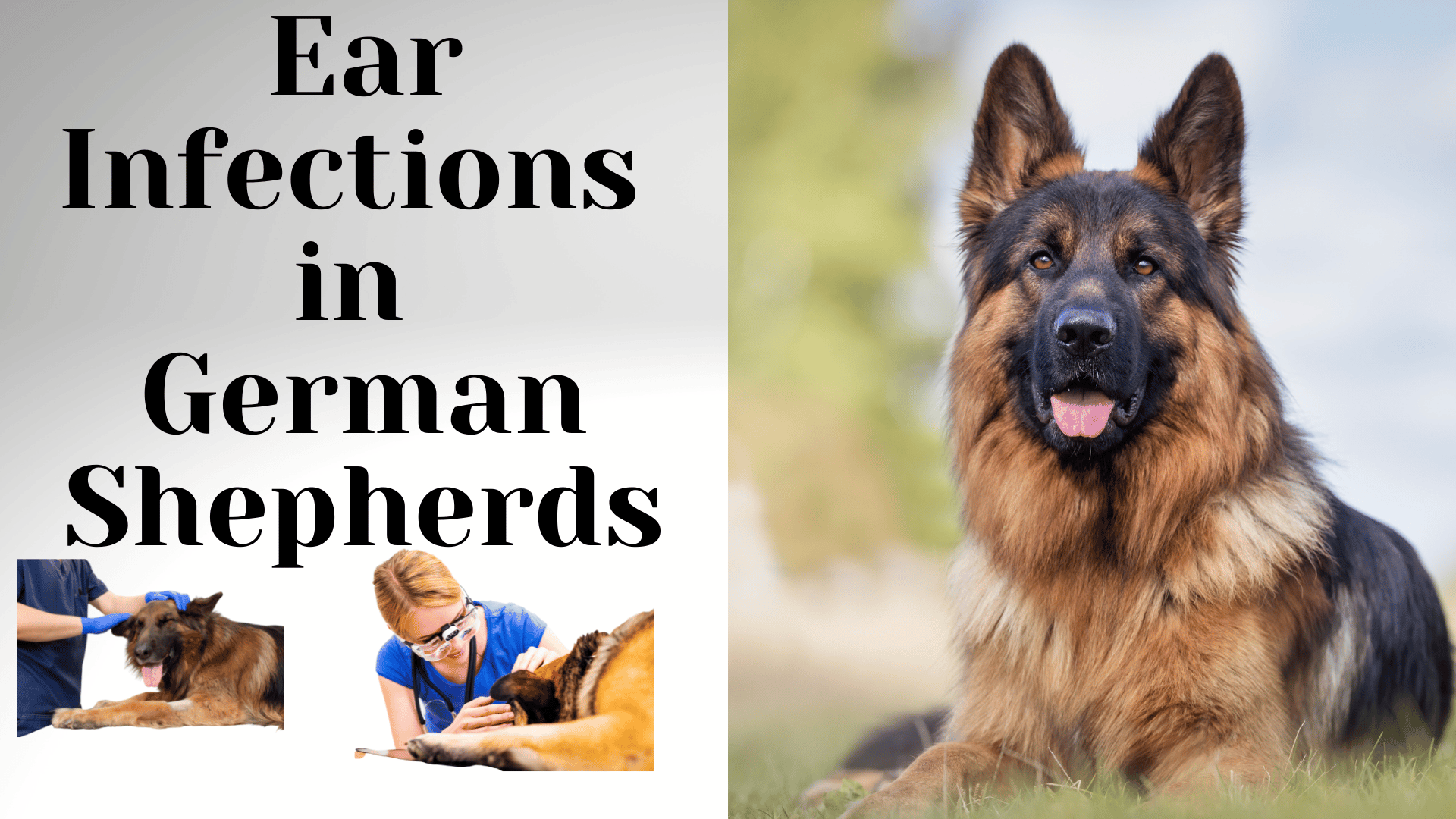 german-shepherd-ear-infections