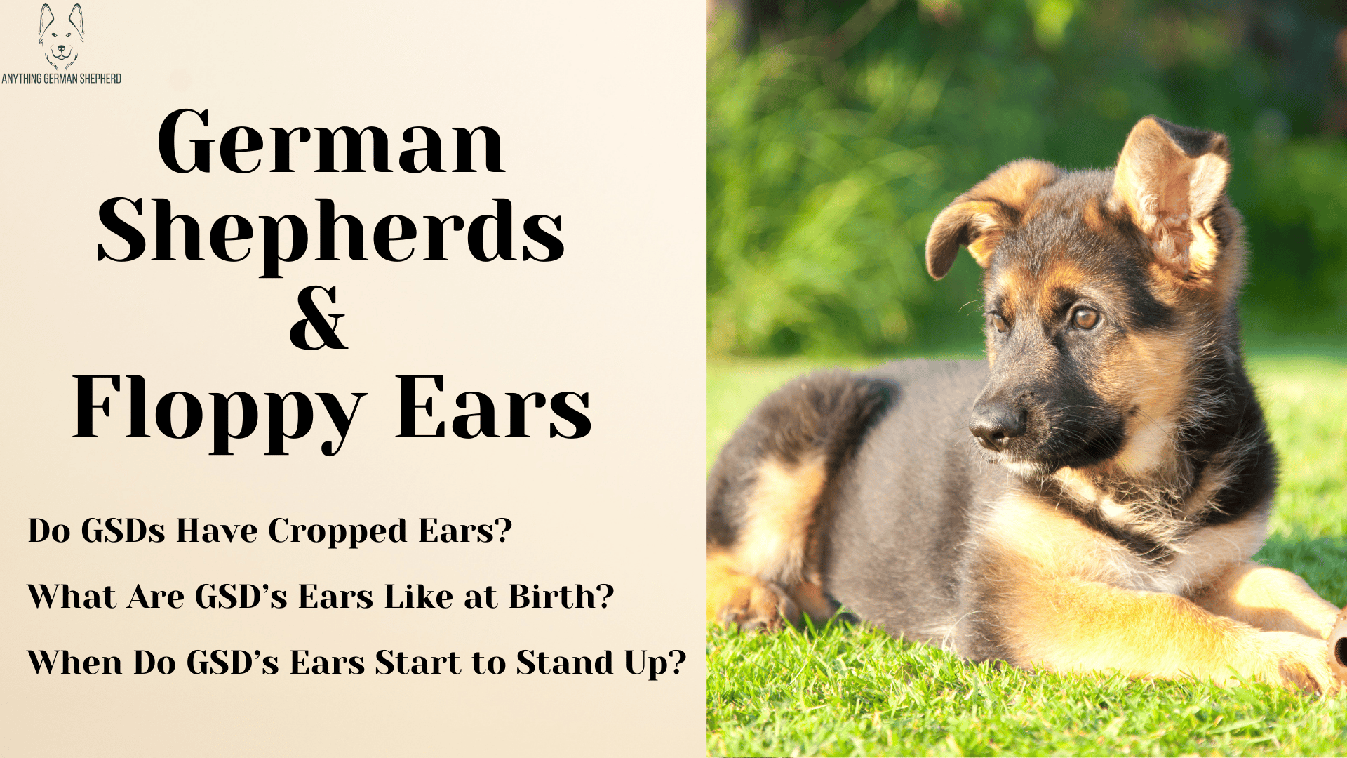 When do german shepherds ears start to shops stand up