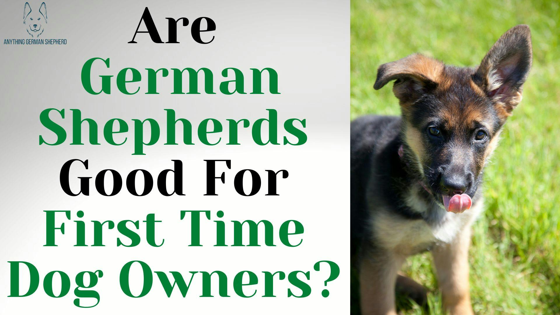 are-german-shepherds-good-for-first-time-owners-challenges-you-need-to-think-about
