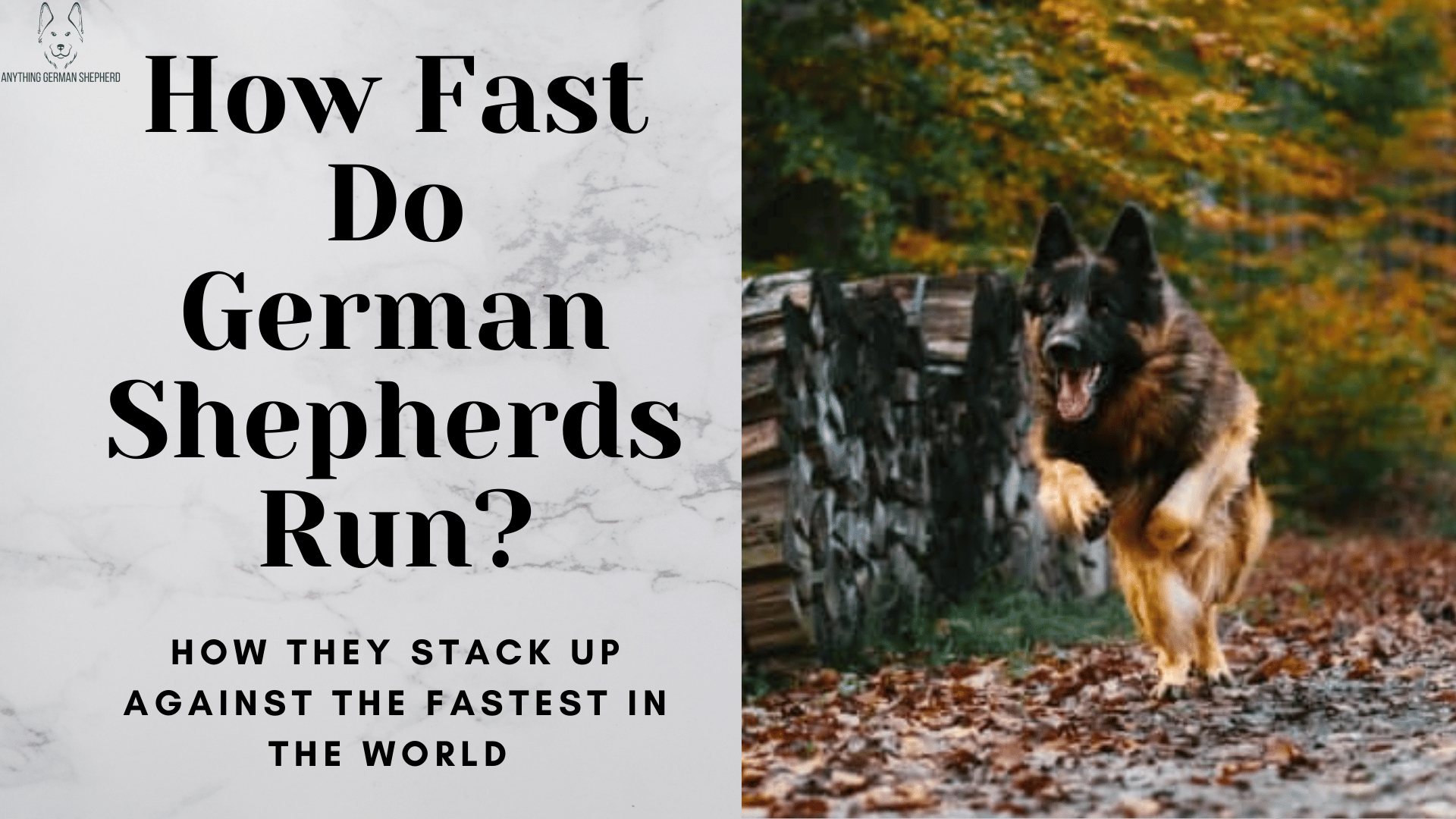 when-do-german-shepherds-stop-teething