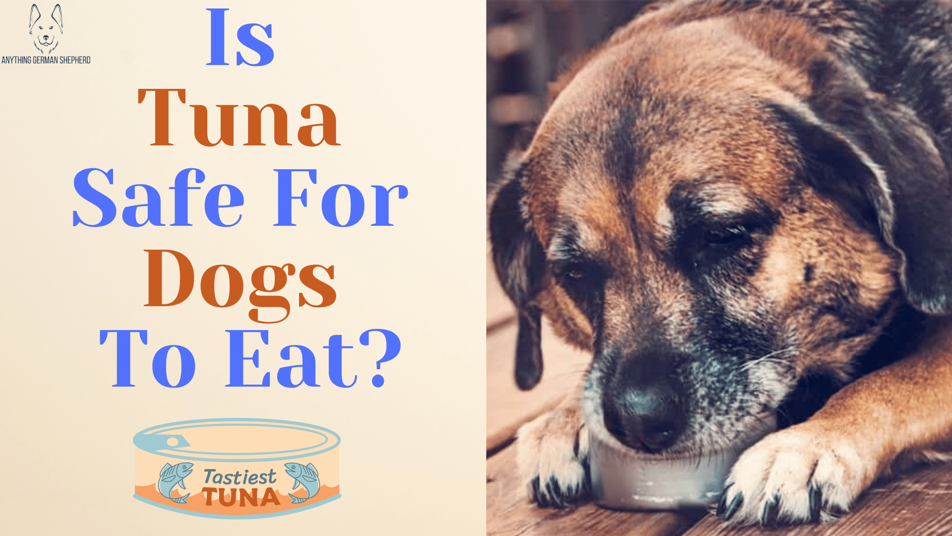 is-canned-tuna-good-for-dogs-can-dogs-eat-tuna-is-tuna-safe-for-dogs