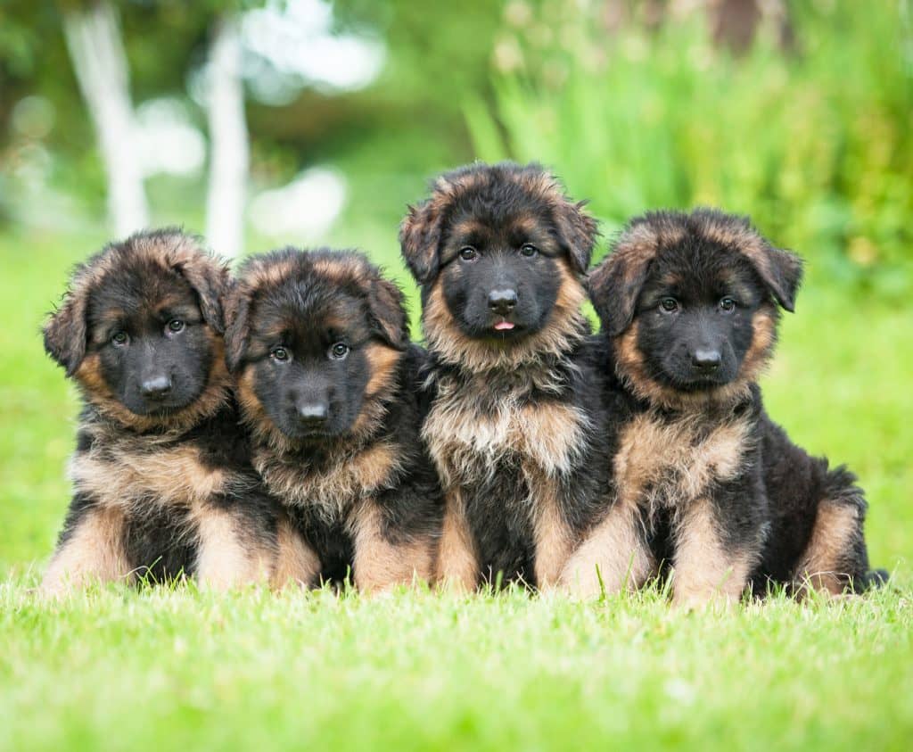 how-to-choose-german-shepherd-puppy