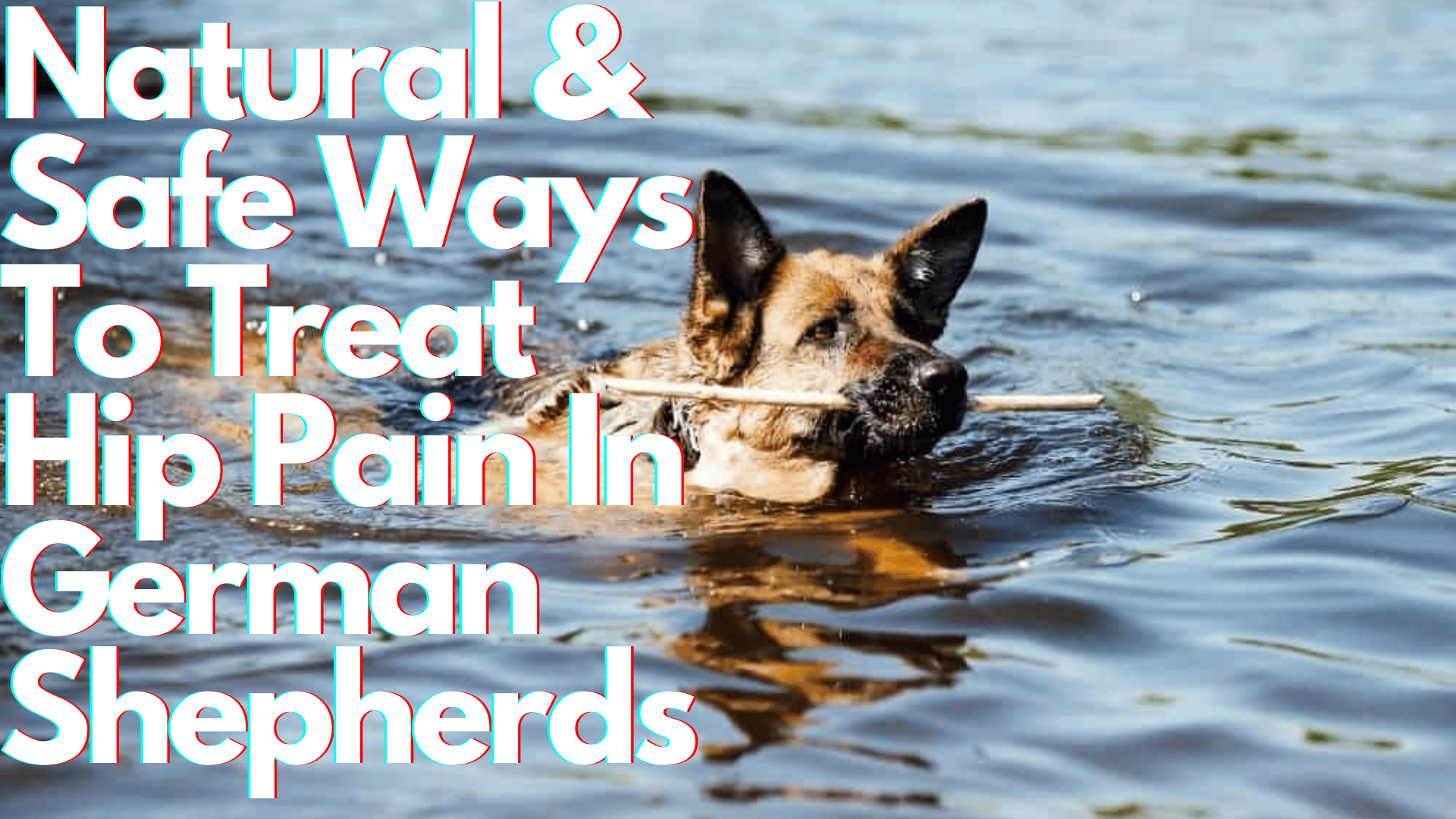 german-shepherd-hip-pain-home-remedies