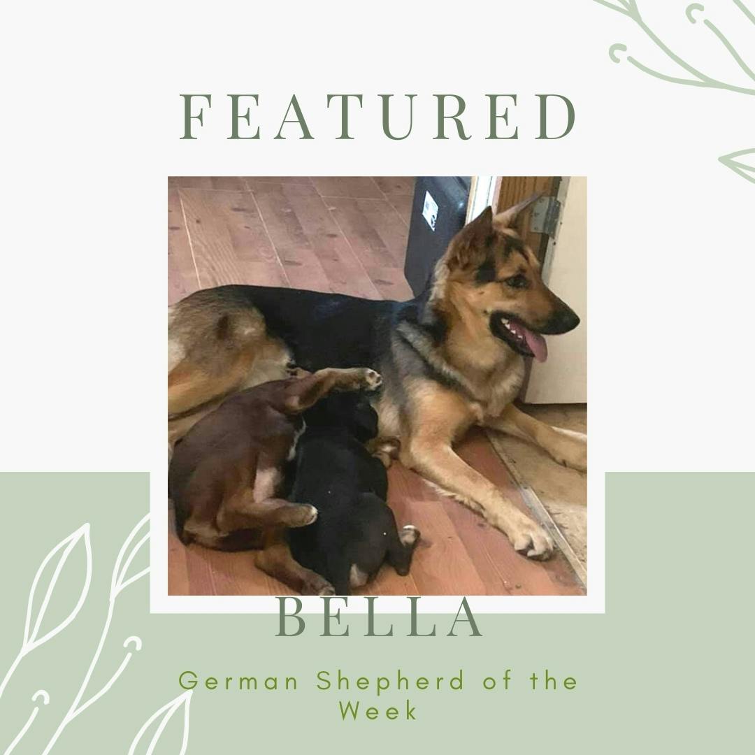 Bella-german-shepherd-of-the-week