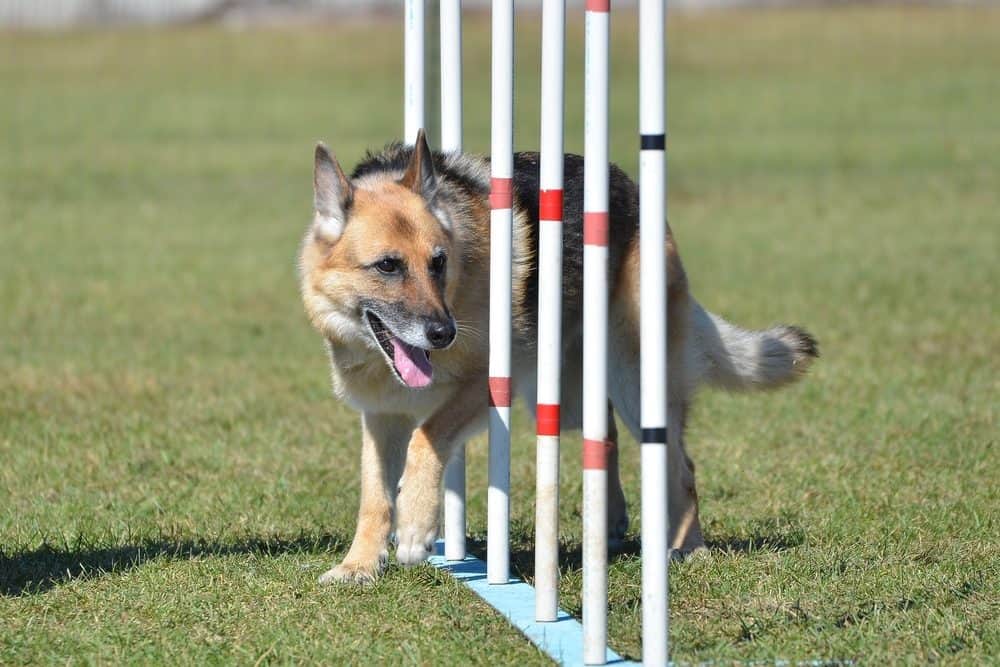 German shepherd ball toy play
