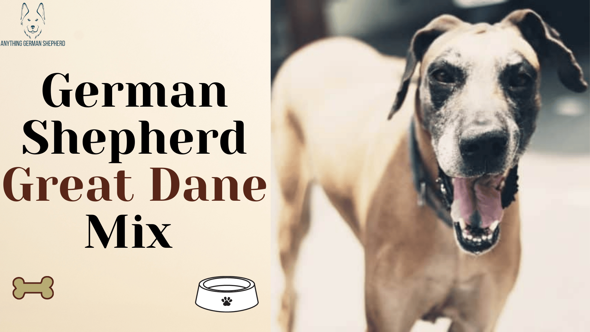 can-a-big-german-shepherd-great-dane-mix-be-the-best-thing-for-your-family