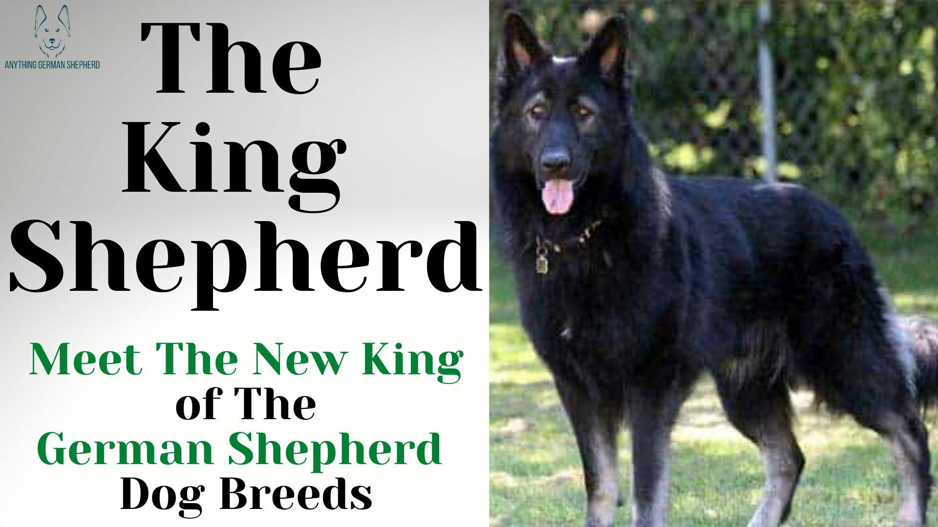 king-shepherd-meet-the-new-king-of-the-shepherd-dog-breeds