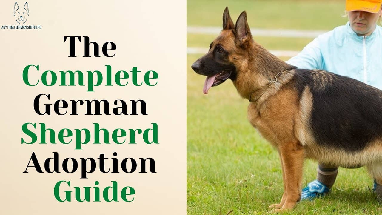are-german-shepherds-good-guard-dogs