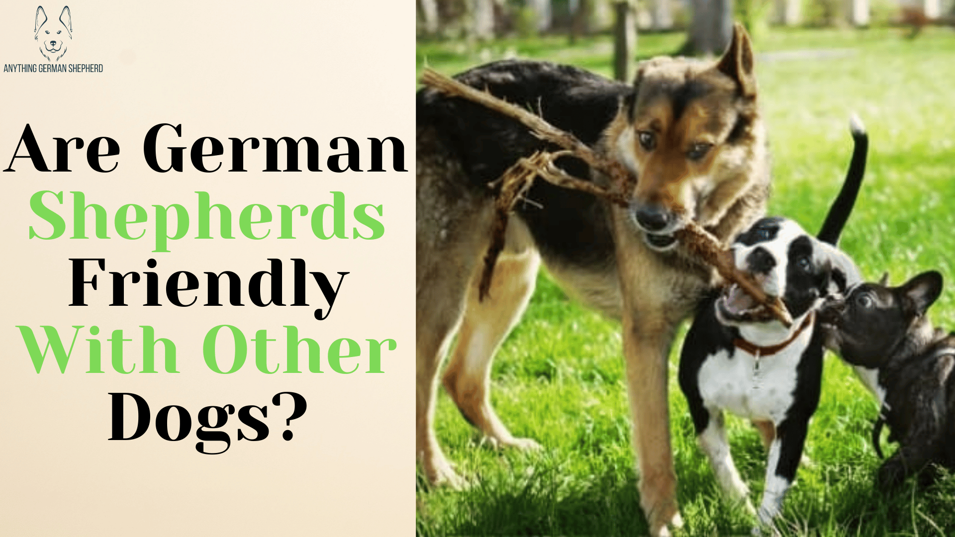 when-do-german-shepherds-stop-teething