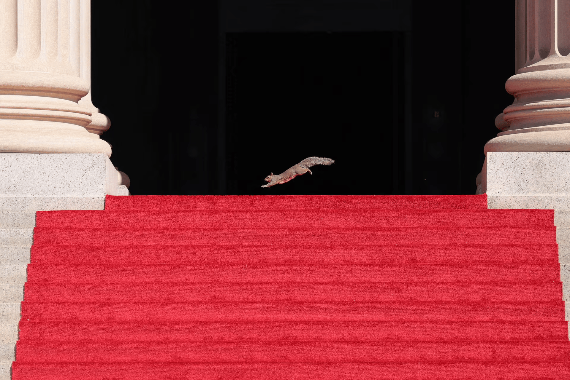A squirrel on the red carpet