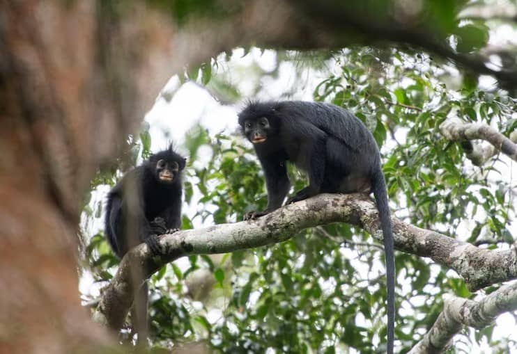 Likweli monkeys