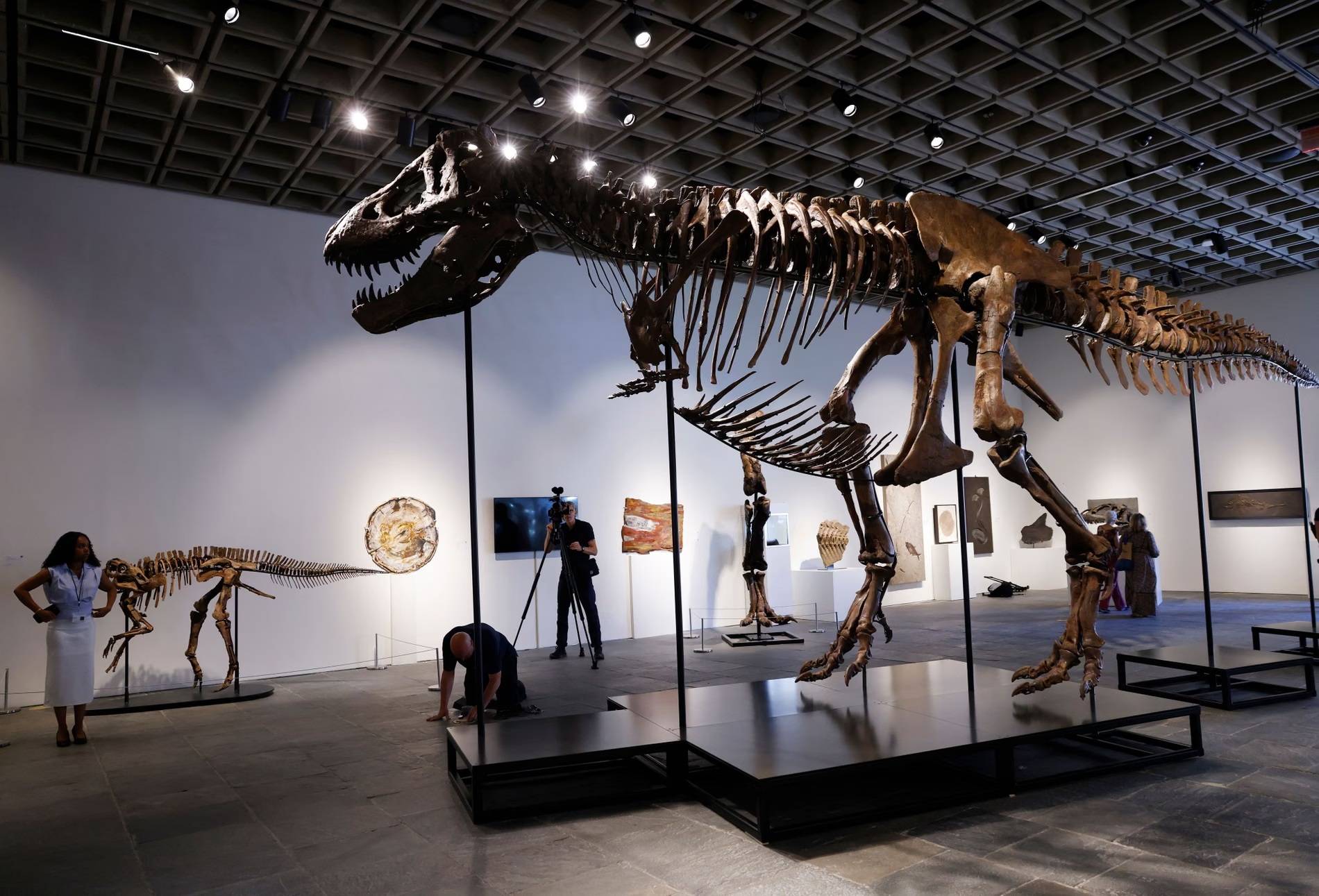 $50 million dinosaur