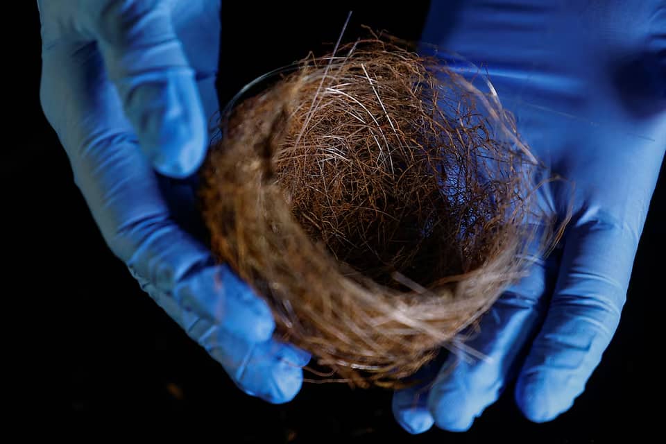 Birds in Ukraine are using fibre-optic cables in their nests