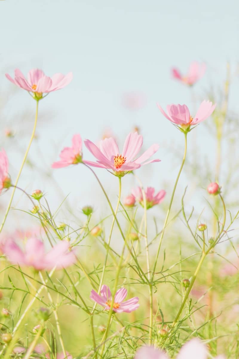 pink flowers in tilt shift lens