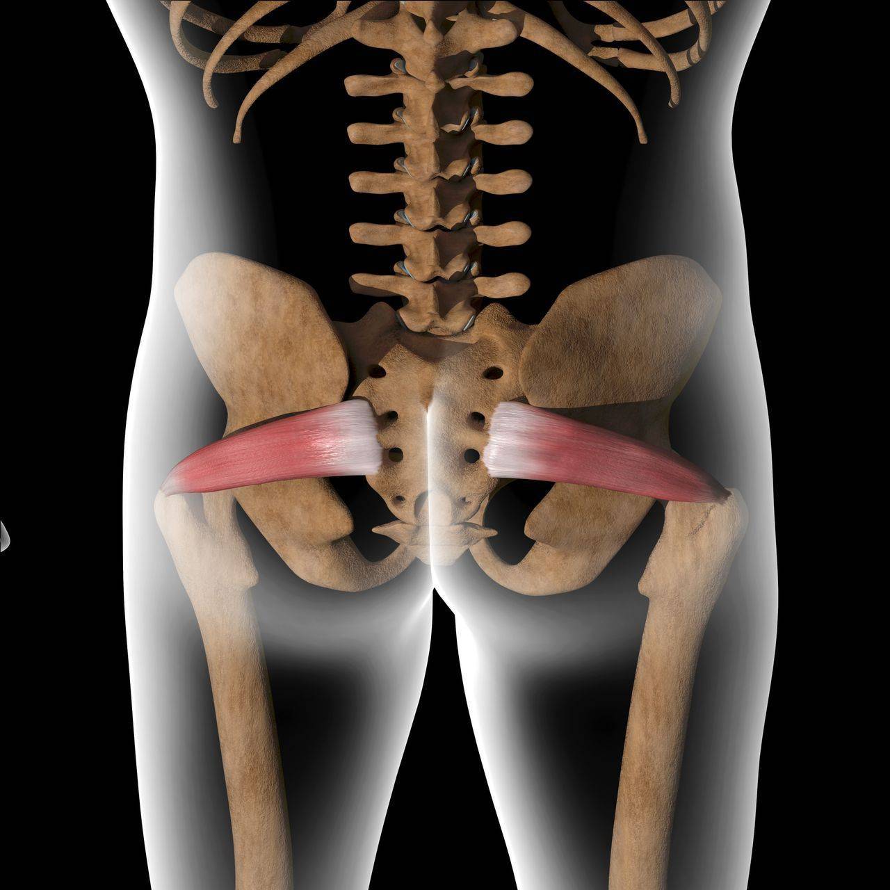 Back view of pelvis with piriformis muscle. The piriformis goes horizontally from the middle of the sacrum bone to the outside of the upper thigh.