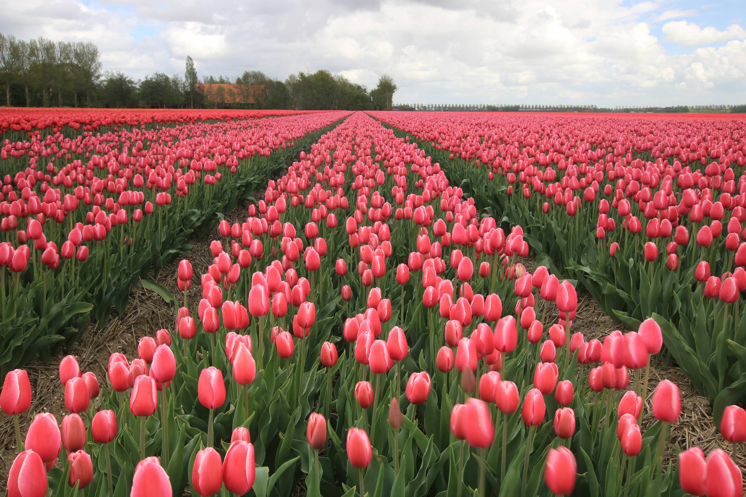 Field of tulips