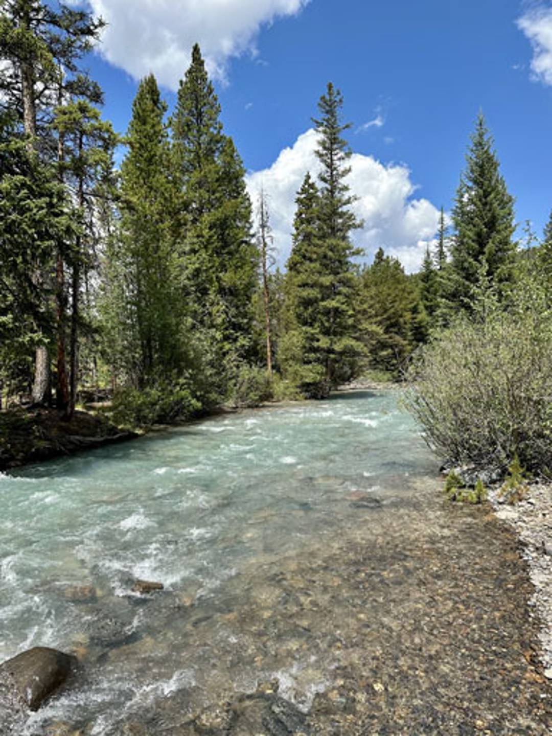 photograph of a river in the mountains with pine trees on either side