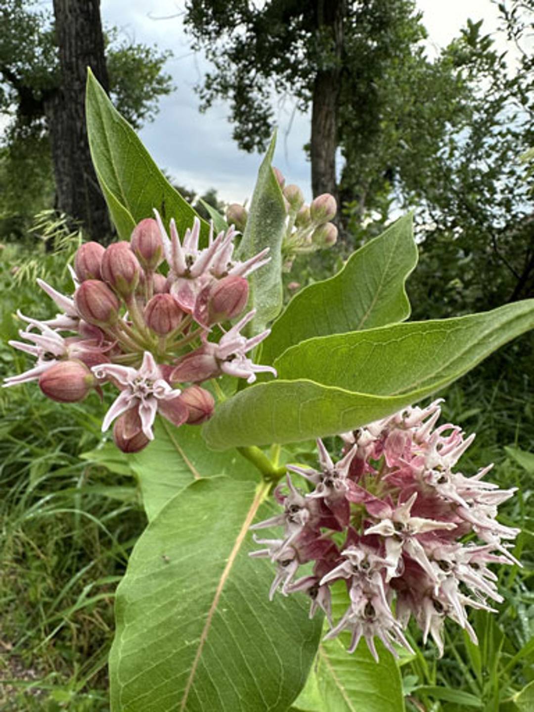 photograph of a macro zoom on a pink flower with leaves