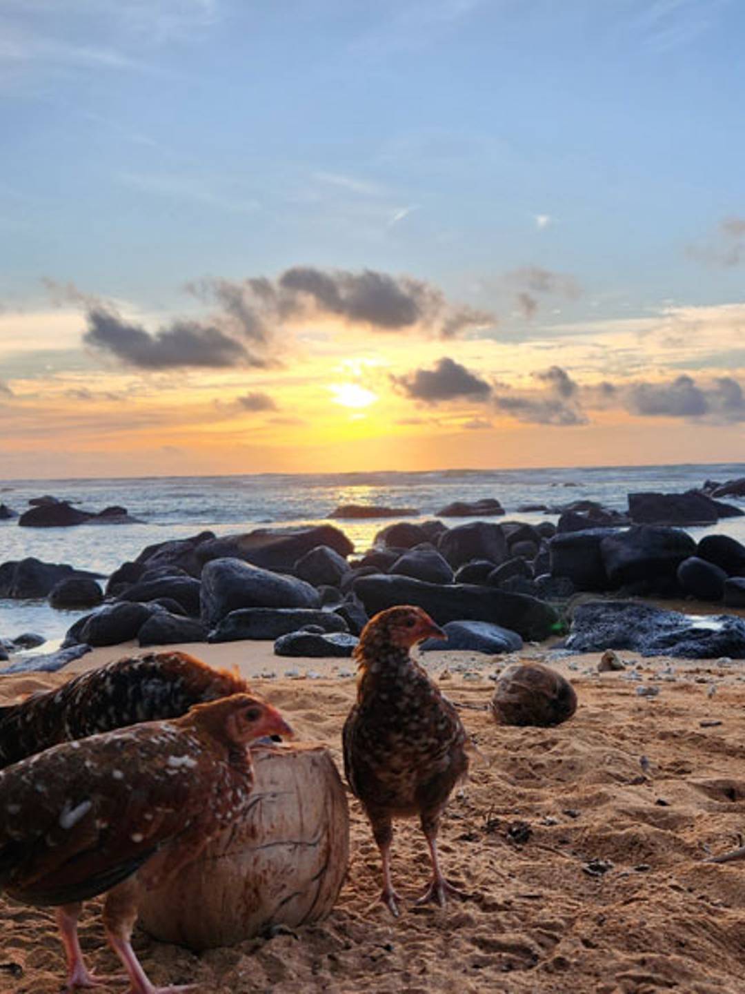 photograph of chickens drinking out of a coconut on a beach at sunrise