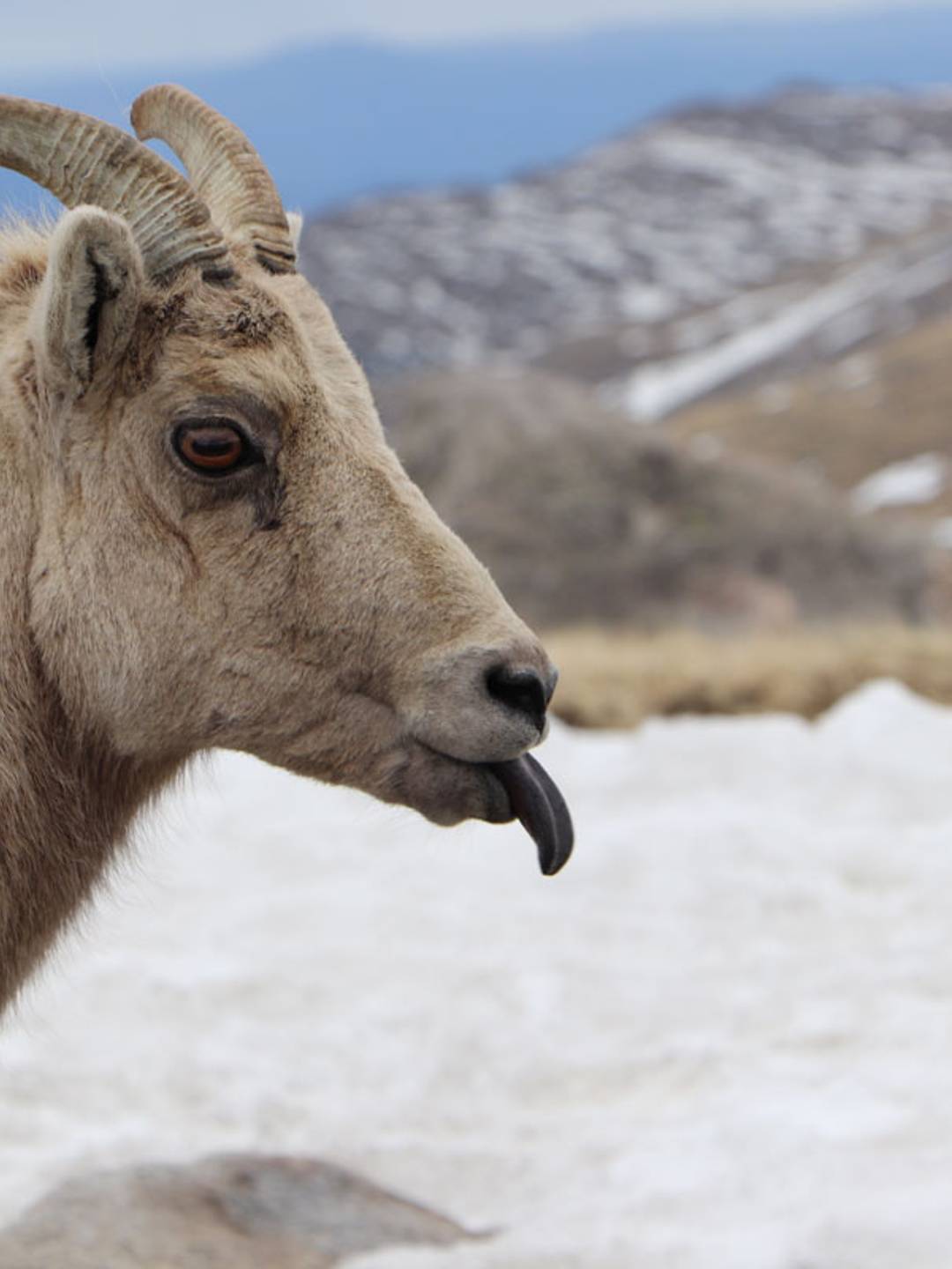 close up photo of a mountain sheep sticking its tongue out