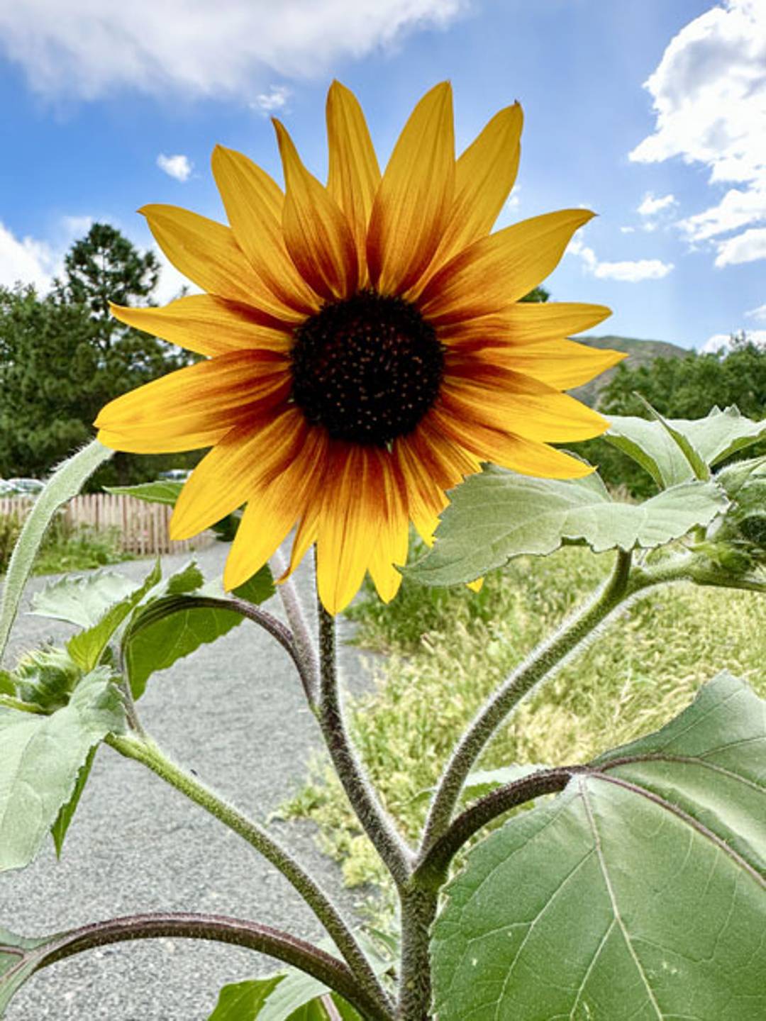 photograph of a close up of a sunflower