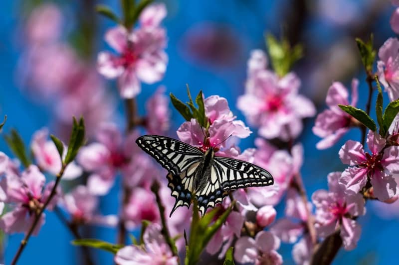 A butterfly rests on a blooming pink cherry blossom branch.