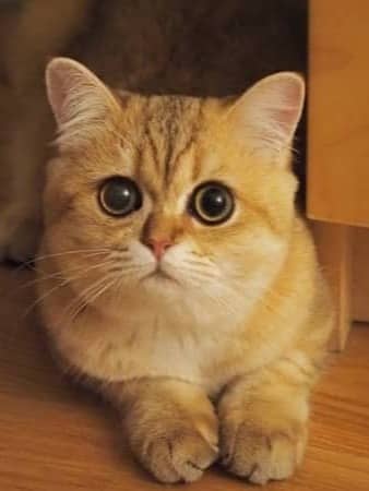 A cute ginger cat with big eyes looking up