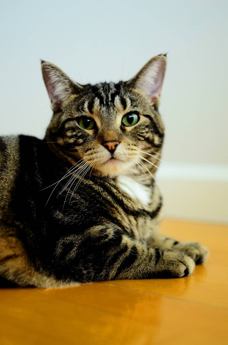 A tabby cat rests on a wooden floor.