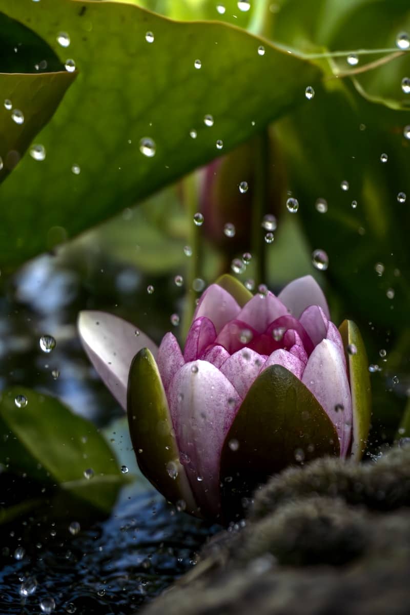 A pink water lily floating in a pond of water