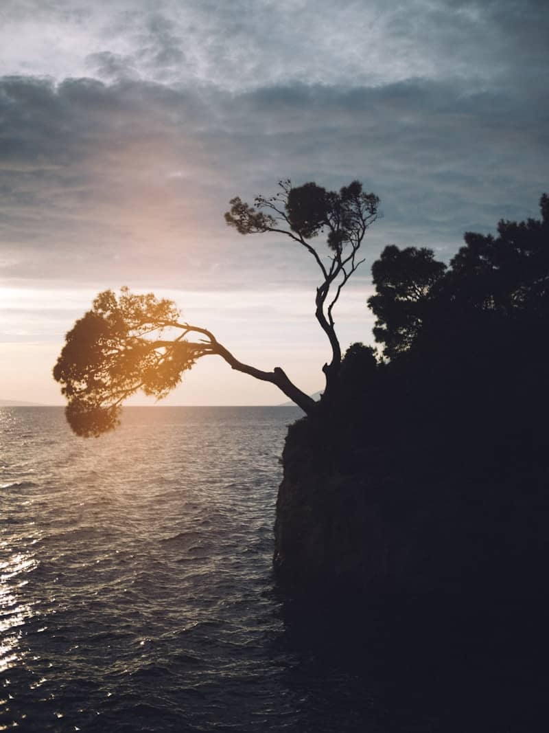 Tree clinging to a cliff overlooking the ocean at sunset.