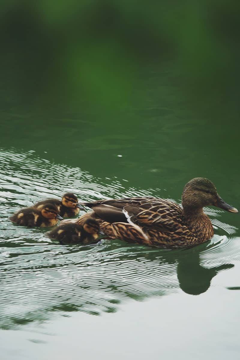A mother duck swims with two ducklings on green water.
