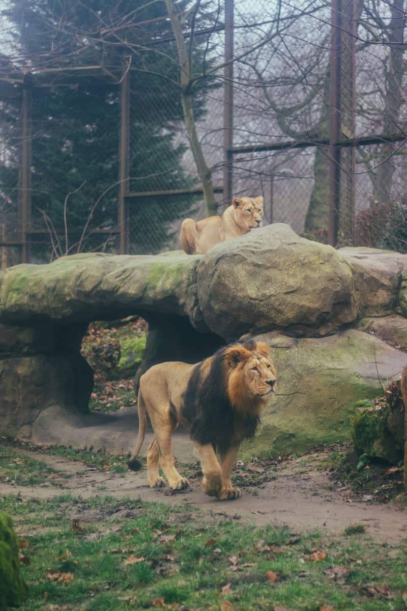 Two lions in an enclosure at a zoo