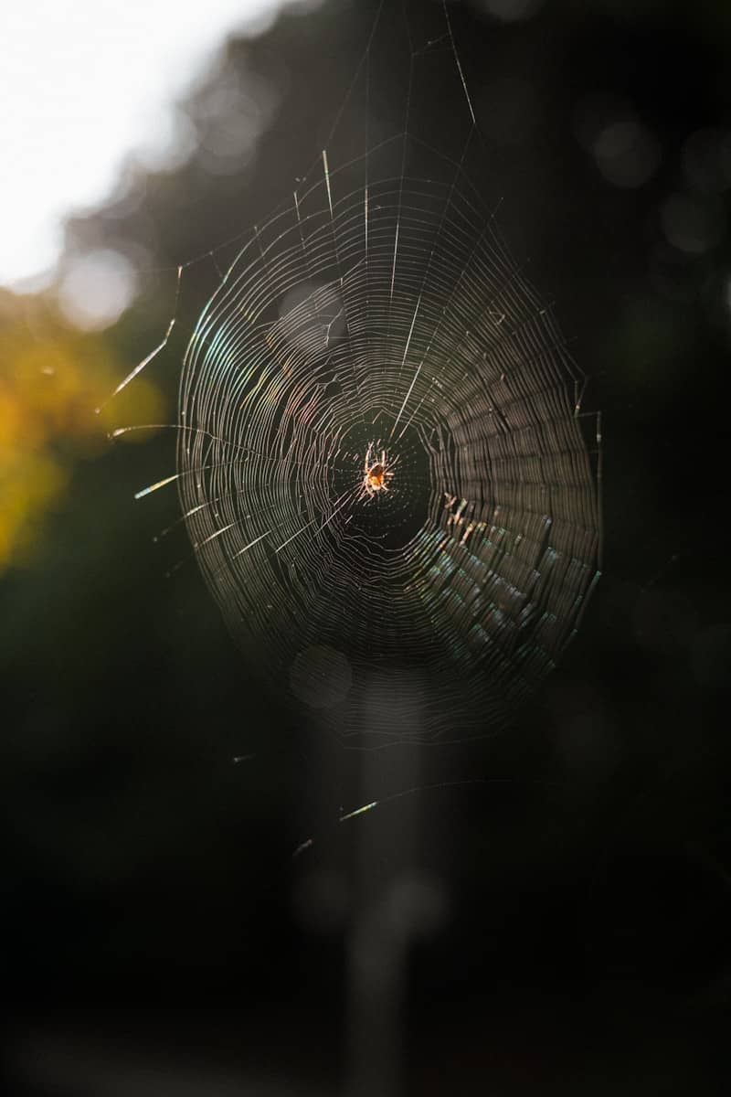 A small spider at the center of a circular web backlit by sunlight