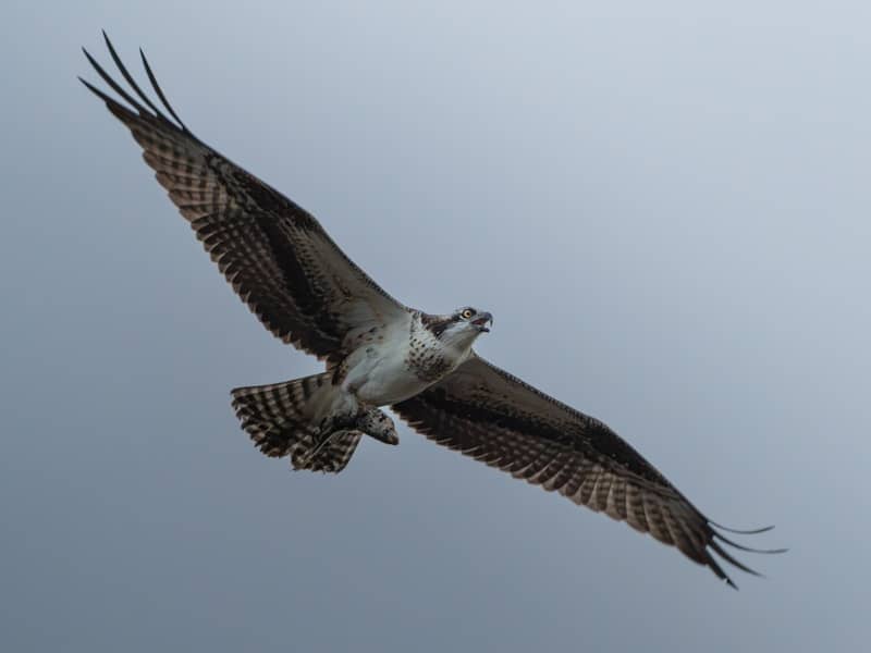 An osprey in flight carrying a fish against a pale grey sky