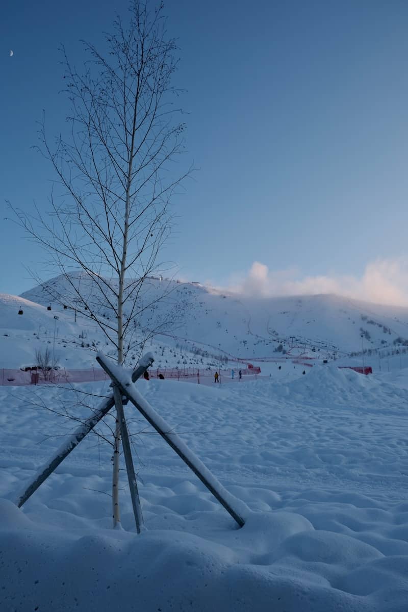 Bare tree in snowy landscape with mountains