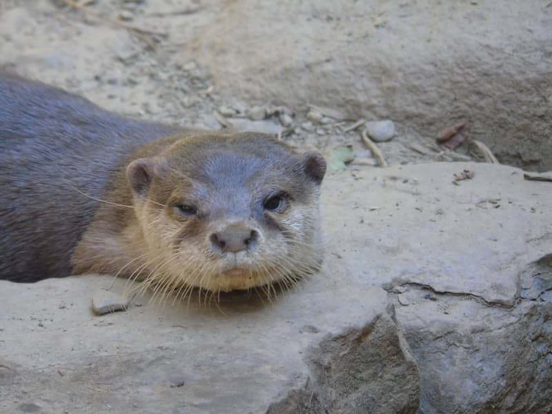 An Asian small-clawed otter resting its head on a flat grey rock