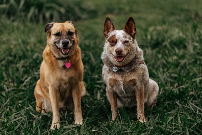 Two happy dogs sitting on green grass