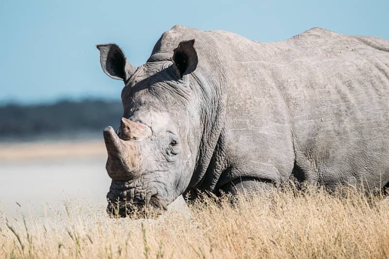 A white rhinoceros in tall dry grass