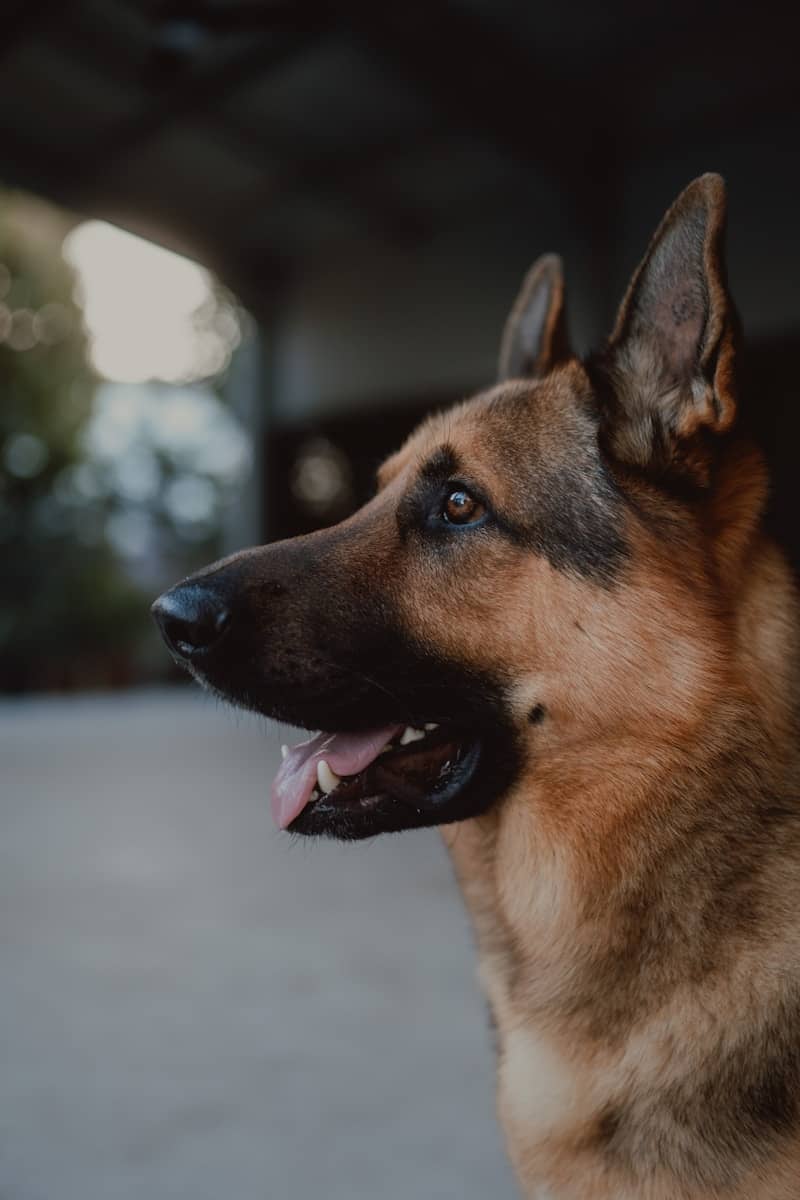 A german shepherd dog looking left with its mouth open.