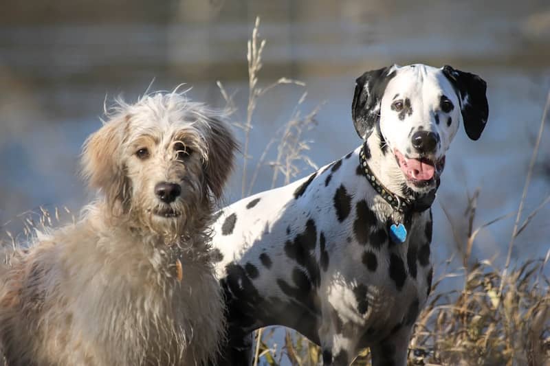 A shaggy dog and a dalmatian standing together outdoors.