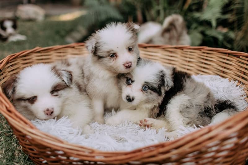 Three fluffy puppies nestled in a woven basket.