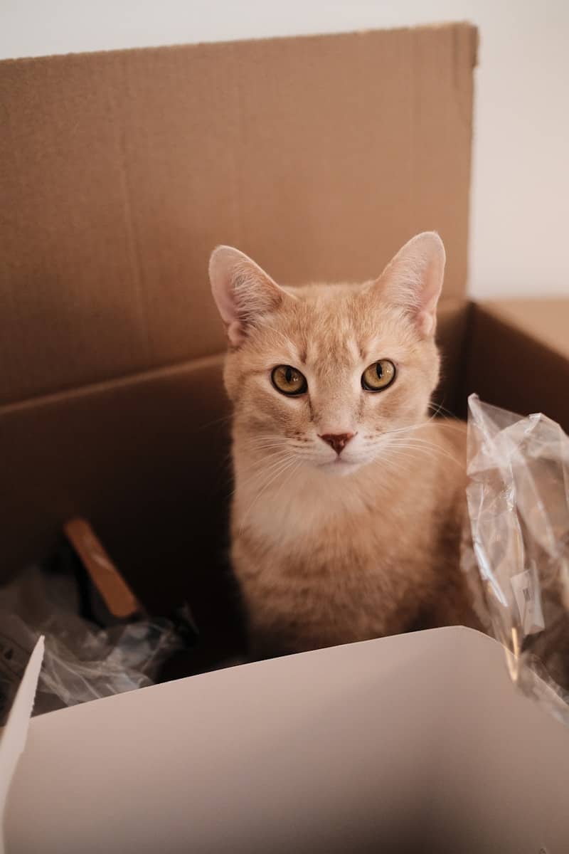 A ginger cat sits inside a cardboard box.