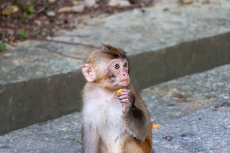 A young macaque monkey holding a small piece of orange food on concrete.