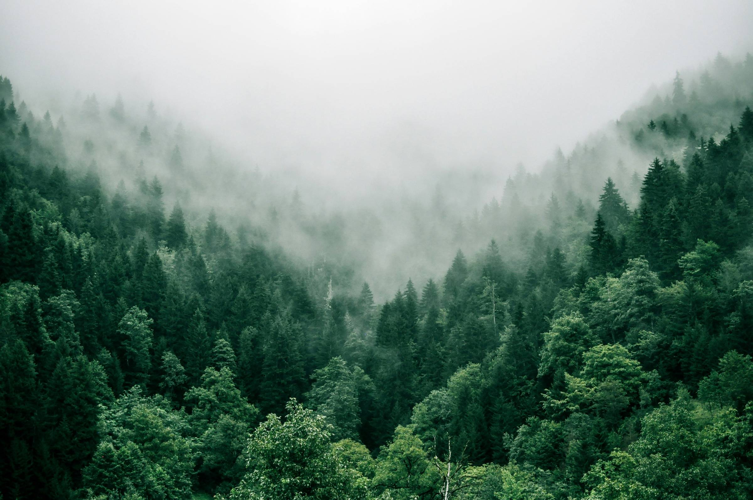 Photo by <a href="https://unsplash.com/@maritaextrabold?utm_source=unsplash&utm_medium=referral&utm_content=creditCopyText">Marita Kavelashvili</a> on <a href="https://unsplash.com/photos/aerial-photo-of-green-trees-ugnrXk1129g?utm_source=unsplash&utm_med